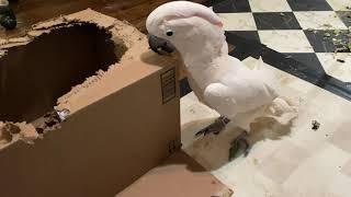 Misha thinks he's a good bird with a new box... but is he really?