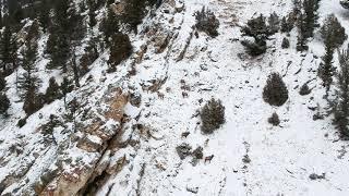 Big Horn Sheep in Big Sky Montana Drone View