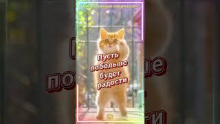 Чудесности и приятности  танцевальная  открыточка  для хорошего дня  #лучшее #видео #shorts #топ