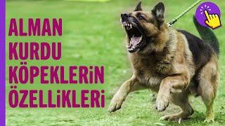 Alman Kurdu köpekler hakkında hiç duymadıklarınız! | Hayvanlar Alemi | Aklında olsun