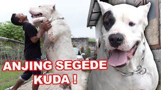 Dogo Argentino ANJING RAS BESAR HARGA 5 JUTAAN