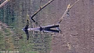 Hampstead Heath Pond Camera