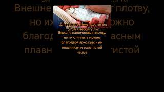 интересные факты о рыбе и ее ловле. часть 6 #рыбалка #fishing