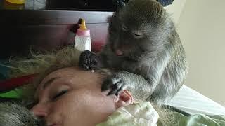 My Monkey Caregiver Abby Louise ASMR