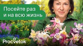 КЛУМБА ЗАСЕЕТ СЕБЯ САМА! Самые красивые цветы, которые размножаются самосевом