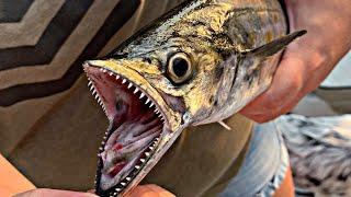 Mackie Madness in the Chesapeake Bay (Catch, Clean, Cook)