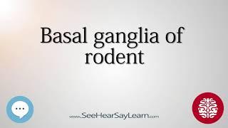 Basal ganglia of rodent   Anatomy of the Brain   SeeHearSayLearn 