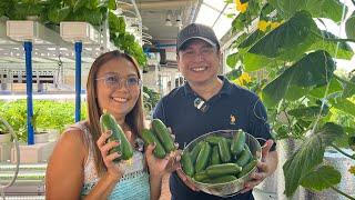 How to Grow Cucumber in Plastic Bottles using Kratky Method + Aeration | Nars Adriano