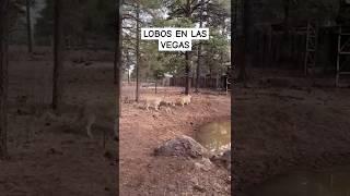 LOBOS EN LAS VEGAS #short #shorts #viral #lobos #lasvegas