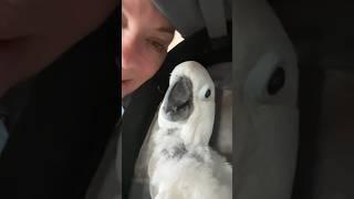 Scared Cockatoo Hides From The Vet #cockatoos #parrots #parrot #birds #cockatooparrot #pets