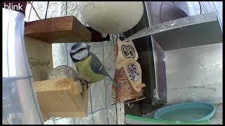 18.11.2024. - Vögel am Fensterfutterhaus  / 18.11..2024 - Birds at the window feeder