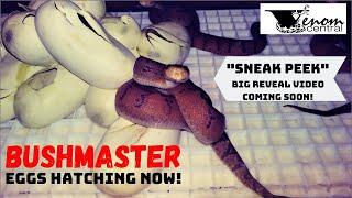 Bushmaster BABIES HATCHING NOW | World's Largest Pit Viper EGGS HATCH