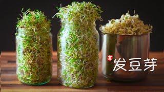 发豆芽 (瓶装法)  Sprouting in a Jar