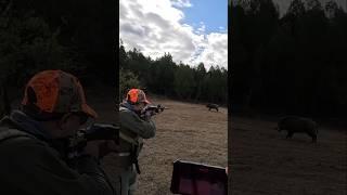 #caccia #chasse #chasseur #hunting #sanglier #wildboar #cinghiale