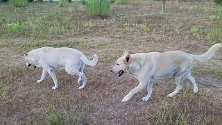 battle of the brothers WHITE GERMAN SHEPHERDS