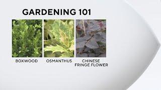 Gardening 101: The unsung shrub, hero as a foundation plant.