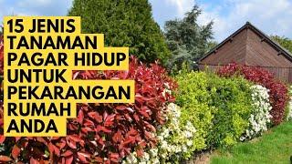 15 JENIS TANAMAN PAGAR HIDUP UNTUK PEMBATAS RUMAH ANDA