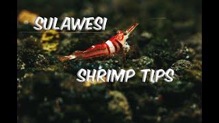 Sulawesi Shrimp Tips   The Ultimate Guide to Keeping and Breeding Them