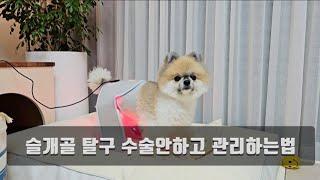 강아지 슬개골 탈구, 관절염, 디스크가 걱정되신다면! (집에서 관리하는법)