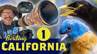 Birding Northern California - Part 1: Bird Photography Oak Foothills The Valley