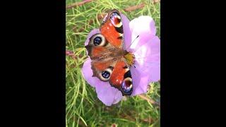 How to attract butterflies to your garden