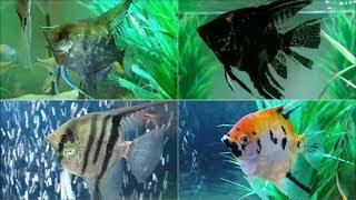 Most common Angelfish types  - popular freshwater Angelfish varieties