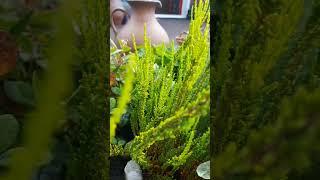 Утро в моём саду # Der Morgen in meinem Garten  # 4.07.23...