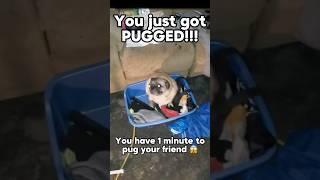 You just got PUGGED! #pug #pugged #shorts #sendthis