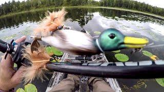 Fishing A Duck Lure For BIG Bass!