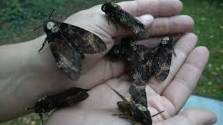 SQUEAKY Deathshead Hawkmoths (Acherontia atropos) SOUND