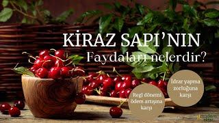 MODERN AKTAR KİRAZ SAPI|FAYDALARI NELERDİR?