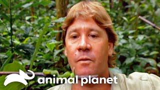 Steve Irwin's Wildest Snake Encounters | Crocodile Hunter | Animal Planet