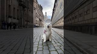 Dog with dancing ears in Dresden, Germany  #dog #samoyed #earwiggles #eardance