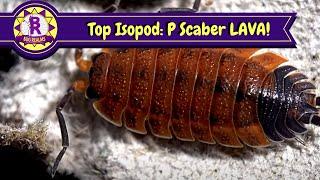 Top Isopod? Porcellio Scaber 'Lava'