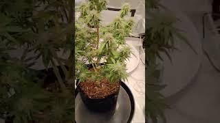 Update White Widow Auto ILGM ️ Day 84