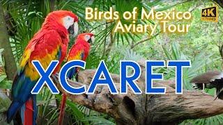 Exploring the Aviary at XCARET Park, Mexico | Colourful Birds