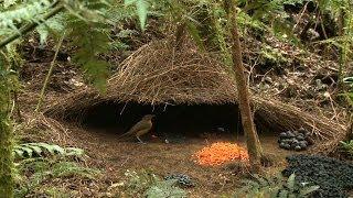 Vogelkop Bowerbird (Amblyornis inornata), Hüttengärtner, Burung Namdur, Indonesia