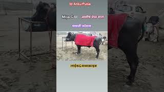 #Viral#New Shorts#Trending#Farmer Life#आशीष धेधा वालामिया जी गंगाजी स्पेशल