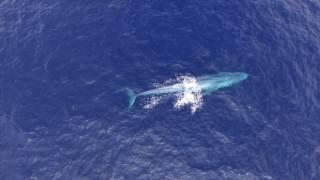 Cabo San Lucas Blue Whales