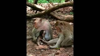 OMG ! Beloved Family Monkey Sleeping Give Milk Baby Monkey and Baby Monkey #324