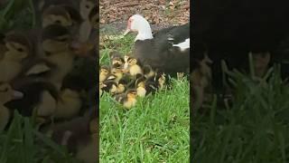 MAMA Duck teaching Ducklings.  #cute #teacher #eating #Miami #mom #baby