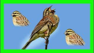 Cirl Bunting Bird Song, Call, Chirp, Voice - Escribano Soteño Canto - Emberiza Cirlus