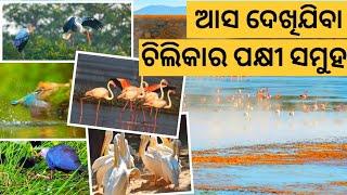 Chilka lake Bird sanctuary | Chilka lake |migratory and resident Birds winter Chilika | Mangalajodi