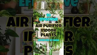 Best air purifier houseplants / indoor plants for oxygen & clean air #shorts #airpurifyingplant