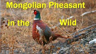 Mongolian Pheasant in the Wild / April 2022