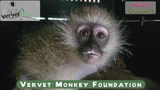 Monkey almost dies from electrocution