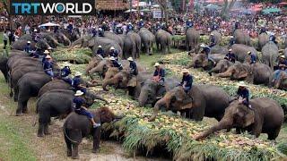 Thailand’s National Elephant Day