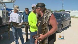 Python Hunter Wrangles In Massive Snake: ‘It’s Like WrestleMania!’