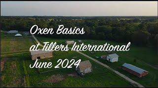 Oxen Basics at Tillers International - June 2024