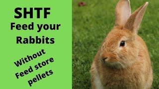 SHTF Rabbit Feed / Grow your own rabbit food